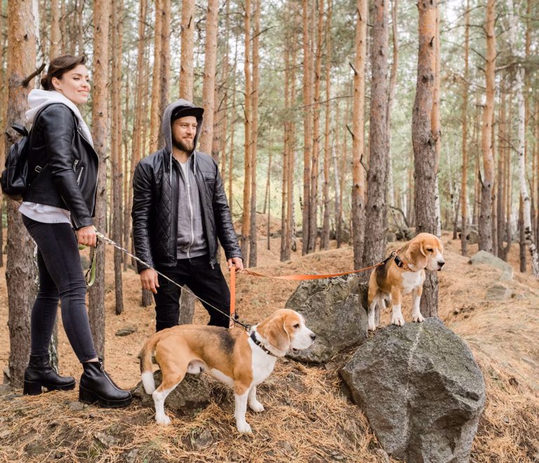 Warum Willingen perfekt für den Urlaub mit Hund ist